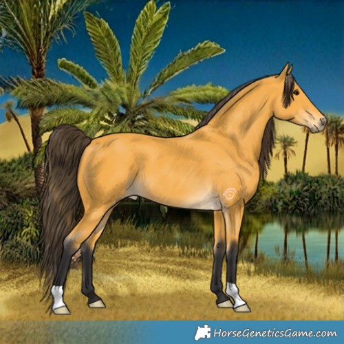 Horse Color:Buckskin 
