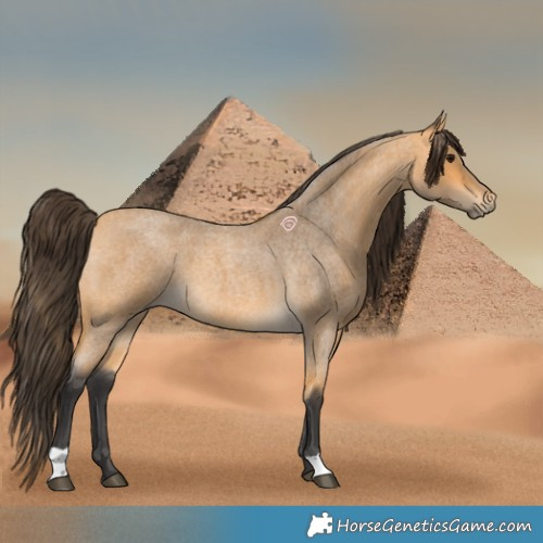 Horse Color:Buckskin Roan 