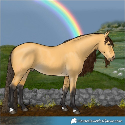 Horse Color:Buckskin Dun 