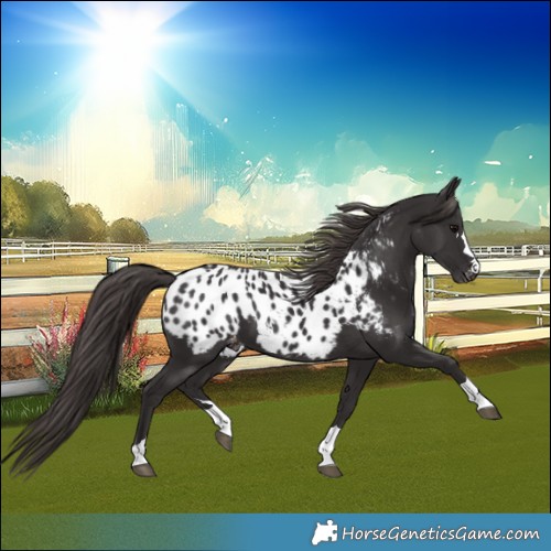 Horse Color:Smoky Black Blanket