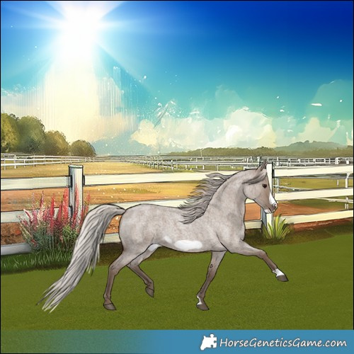 Horse Color:Silver Grullo Roan Frame