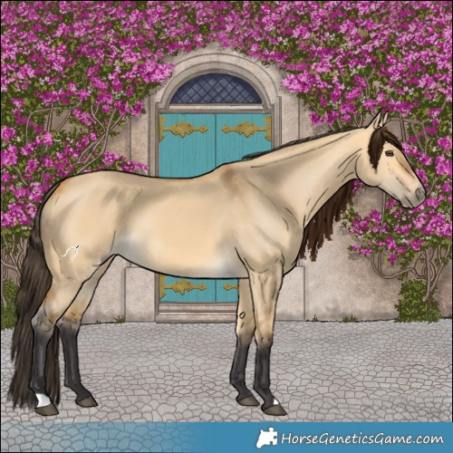 Horse Color:Buckskin Dun 