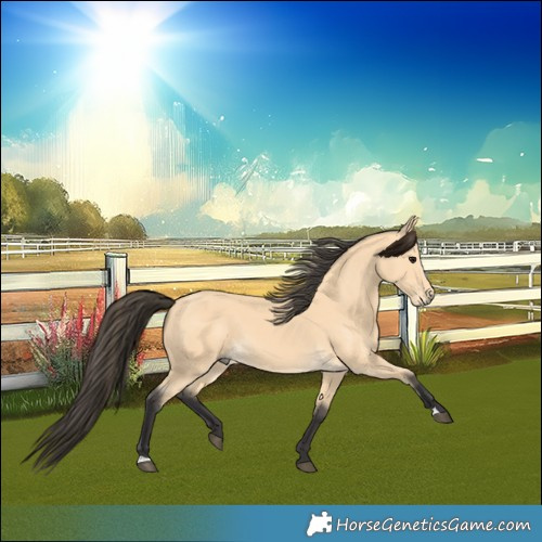Horse Color:Buckskin 