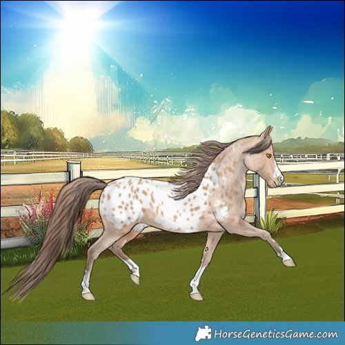 Horse Color:Amber Champagne Blanket