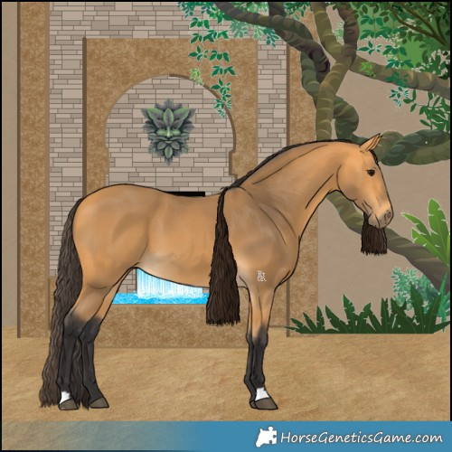 Horse Color:Buckskin