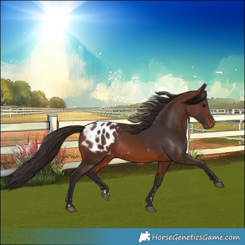 Horse Color:Brown Blanket 