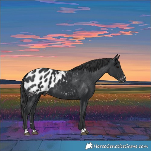 Horse Color:Black Appaloosa