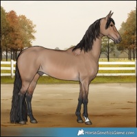 Horse Color:Brown Dun 
