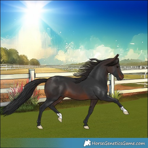 Horse Color:Brown 