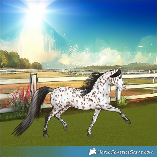 Horse Color:Bay Near Leopard 