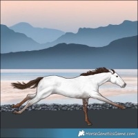Horse Color:Gray Chestnut Near Leopard 