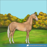 Horse Color:Gray Gold Cream Champagne