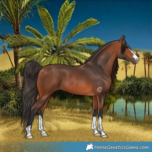 Horse Color:Bay 