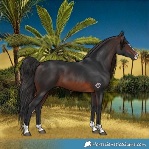 Horse Color:Brown 