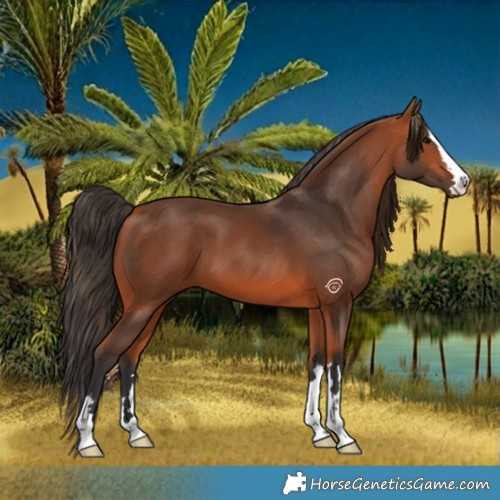 Horse Color:Bay 