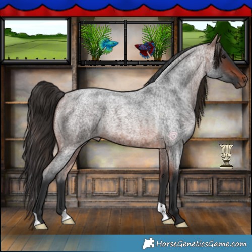 Horse Color:Bay Roan