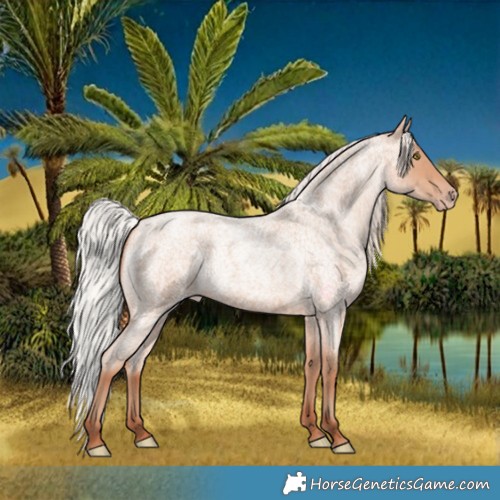 Horse Color:Silver Amber Champagne Roan 