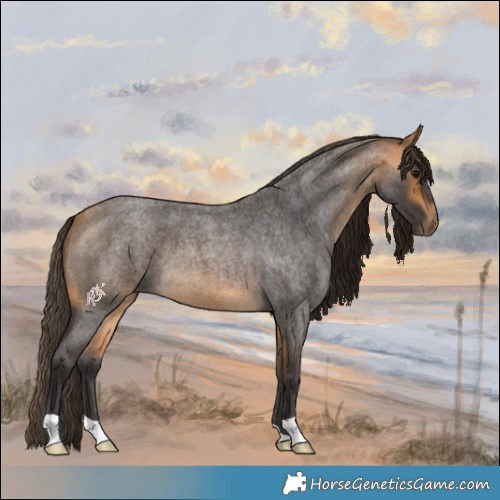 Horse Color:Buckskin Roan 
