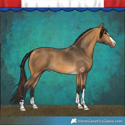 Horse Color:Buckskin 