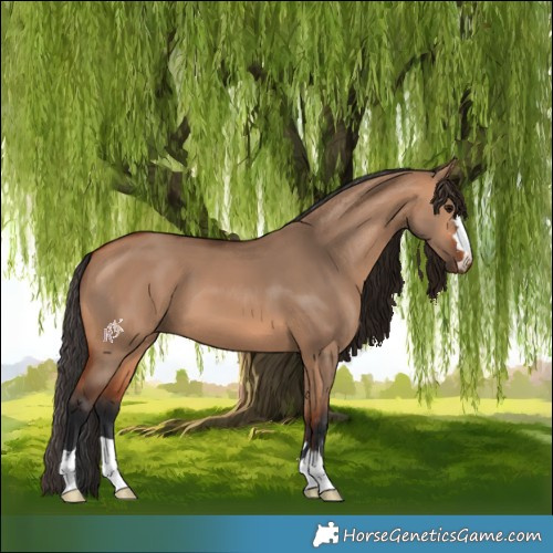 Horse Color:Bay Dun 