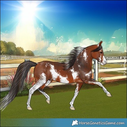Horse Color:Bay Sabino 