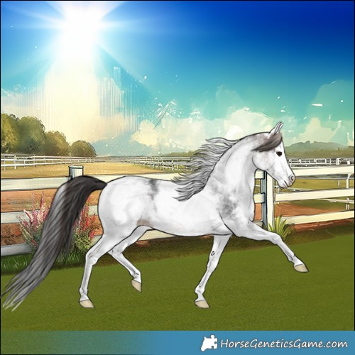 Horse Color:White Spotted Brown Splash 