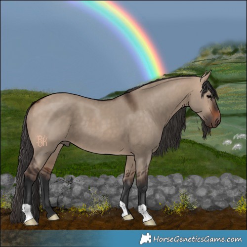 Horse Color:Bay Dun 