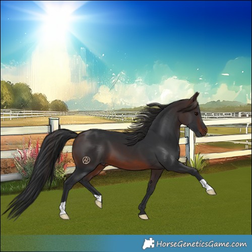 Horse Color:Brown 