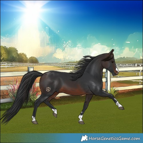 Horse Color:Brown 