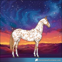 Horse Color:Chestnut Appaloosa 