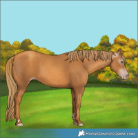 Horse Color:Gray Gold Champagne 