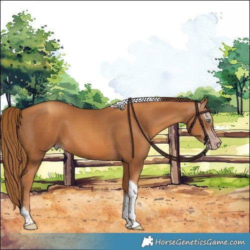 Horse Color:Gray Gold Champagne Tobiano 