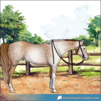 Horse Color:Gray Gold Champagne Tobiano 
