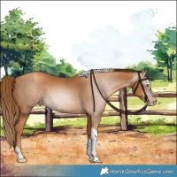 Horse Color:Gray Gold Champagne Tobiano 