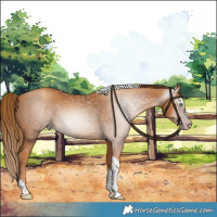 Horse Color:Gray Gold Champagne Tobiano