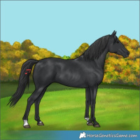 Horse Color:Black 