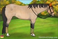 Horse Color:Buckskin Roan 