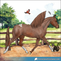 Horse Color:Chestnut Varnish 