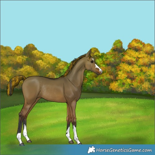 Horse Color:Painted Bay Dun Rabicano