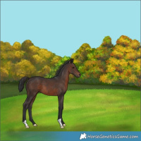 Horse Color:Brown 
