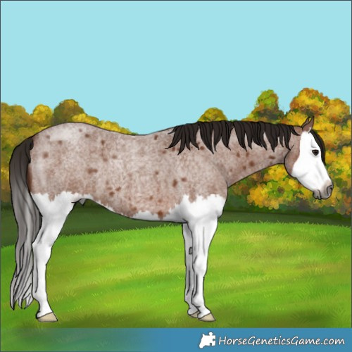 Horse Color:Gray Bay Roan Splash 