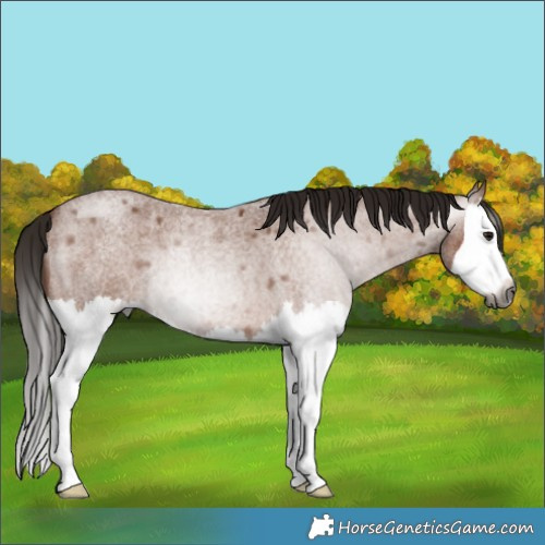 Horse Color:Gray Bay Roan Splash