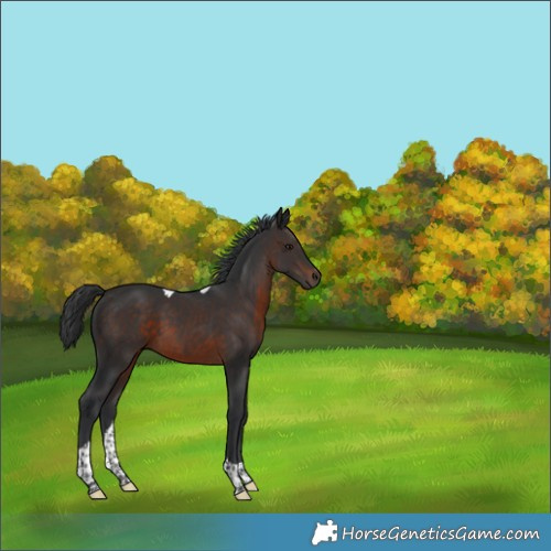 Horse Color:Brown Tobiano 