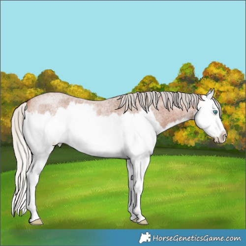 Horse Color:Silver Bay Roan Splash 