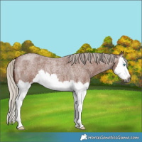 Horse Color:Gray Silver Bay Roan Splash 