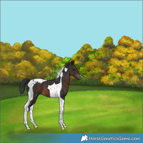 Horse Color:Brown Tobiano 