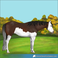 Horse Color:Gray Bay Splash 