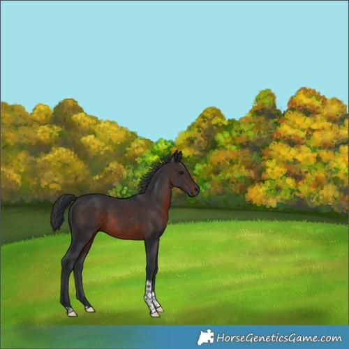 Horse Color:Brown Tobiano