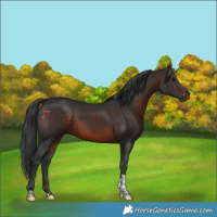 Horse Color:Brown Tobiano