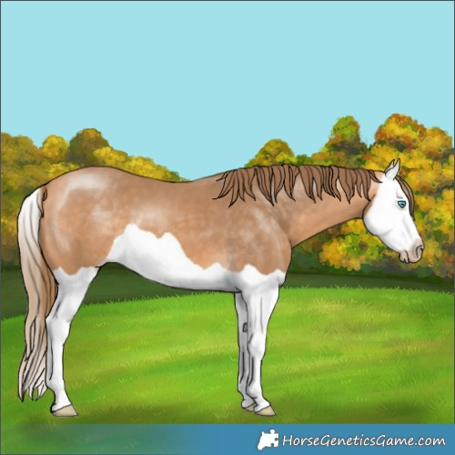 Horse Color:Gray Perlino Splash 